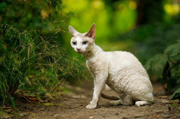 Argentine : guide essentiel pour explorer buenos aires en 2024